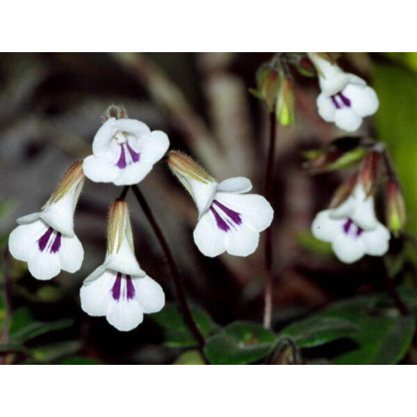 Chirita tamiana