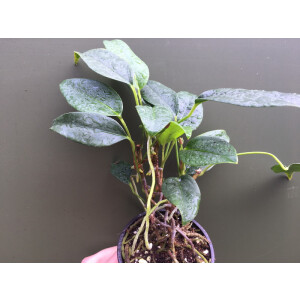 Anthurium scandens