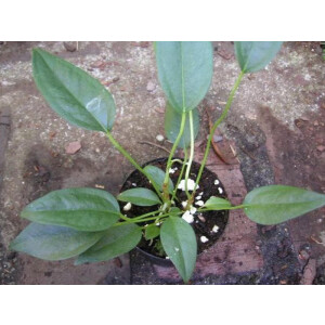 Anthurium scandens