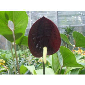 Anthurium watermaliense