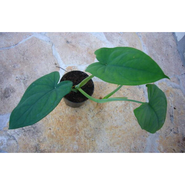 Syngonium spec. Mexico