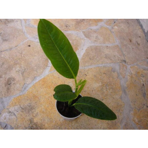 Anthurium spec. Ecuador