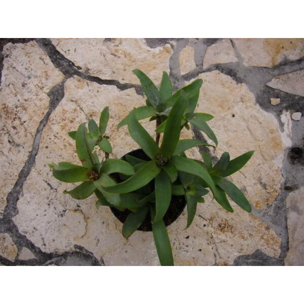 Neoregelia liliputiana