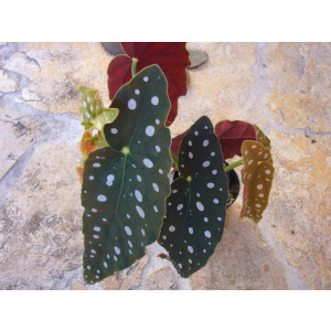Begonia maculata
