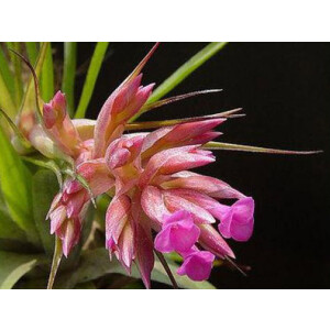 Tillandsia geminiflora