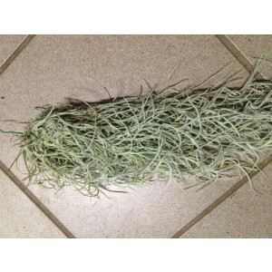Tillandsia usneoides