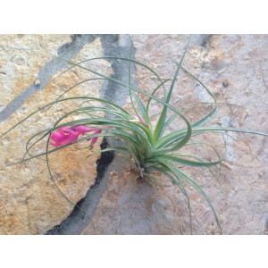 Tillandsia stricta