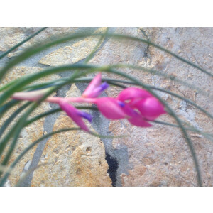 Tillandsia stricta