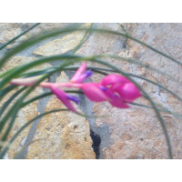 Tillandsia stricta