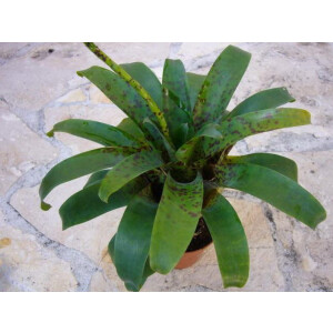 Vriesea racinae 