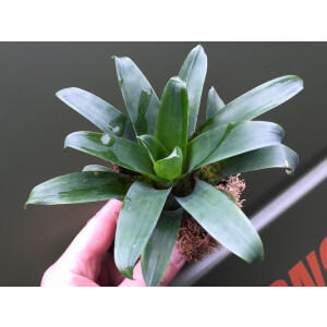 Vriesea racinae 
