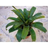 Vriesea racinae 