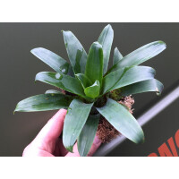 Vriesea racinae 