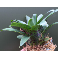 Vriesea racinae 