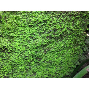 Angebot 10 Liter Ben´s Rainforest Background...