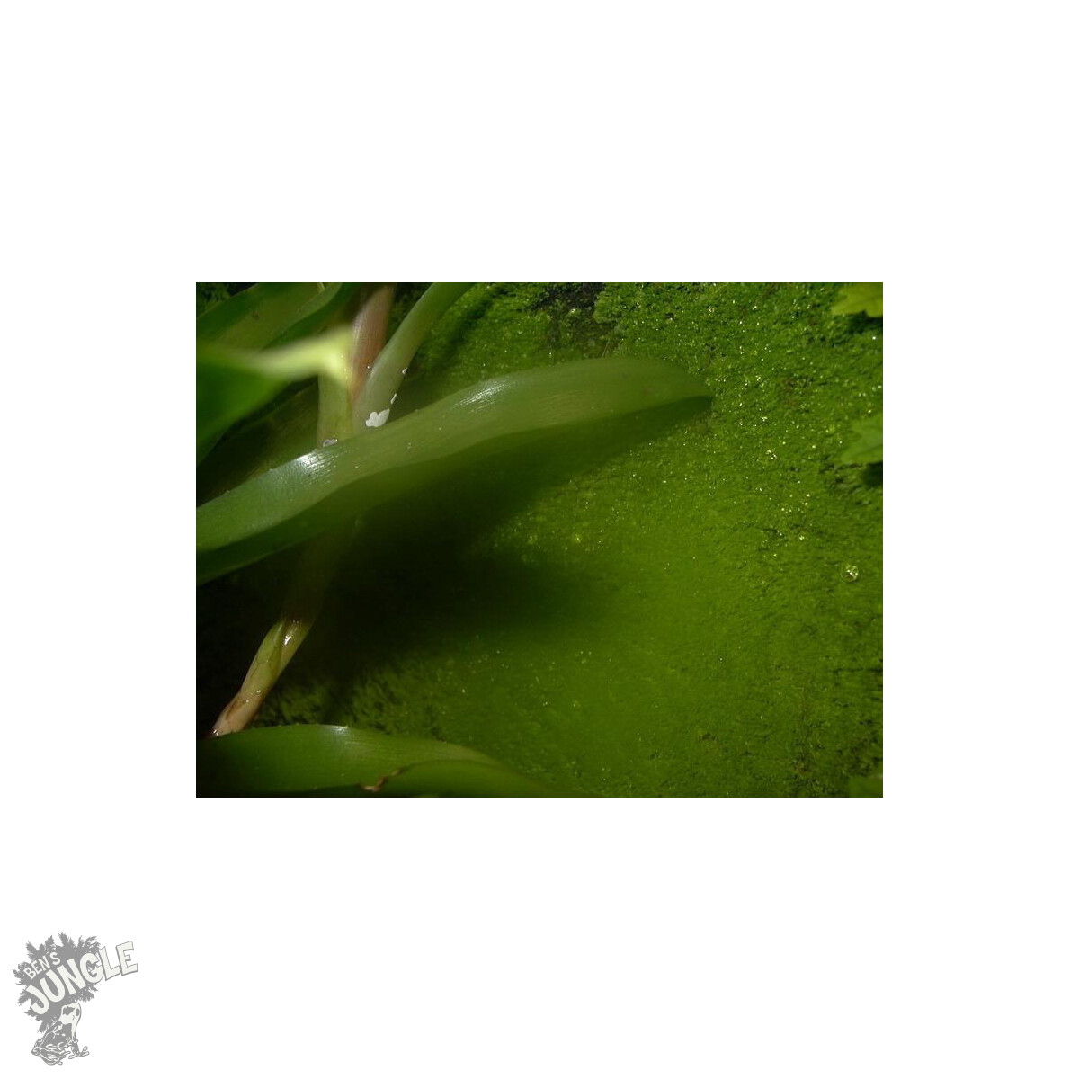 5 Liter Ben´s Rainforest Background Modellier Torf