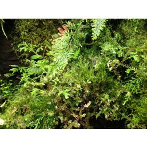5 Liter Ben´s Rainforest Background Modellier Torf