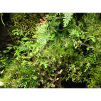 5 Liter Ben´s Rainforest Background Modellier Torf