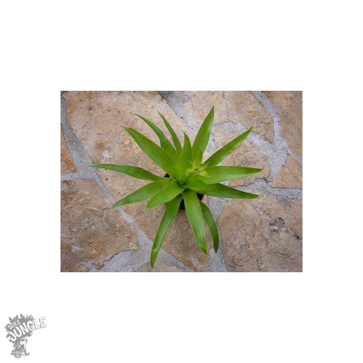 Catopsis moreniana (bromelie)