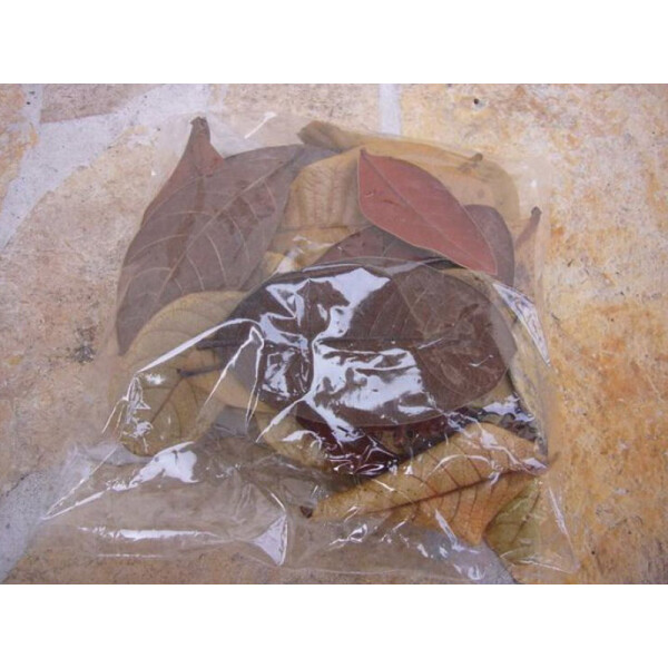 60 Blätter ( ca. 4 bis 9cm )