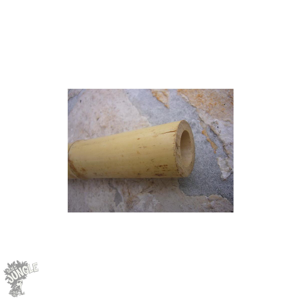 Bambus gelb 50cm