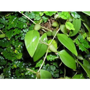 Bulbophyllum comberi