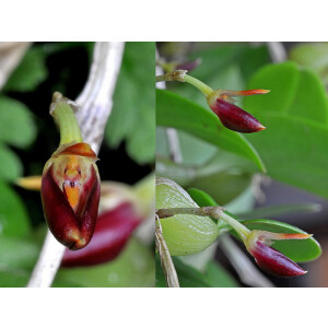 Bulbophyllum comberi