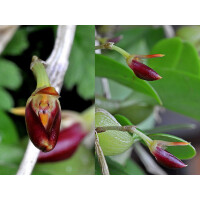 Bulbophyllum comberi