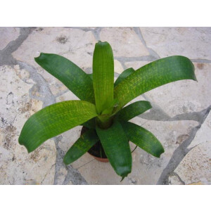 Vriesea fenestralis (bromelie) 