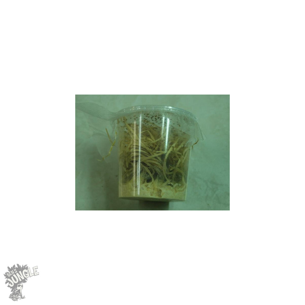 Small Drosophila Fruitfly