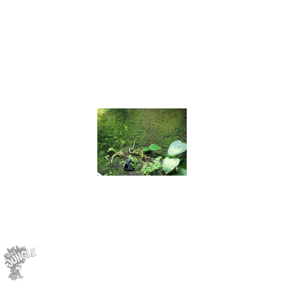 3 Liter Ben´s Rainforest Background Modellier Torf