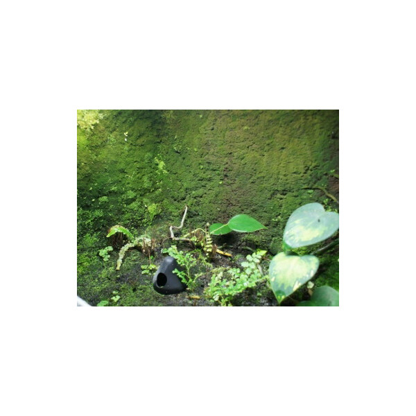 3 Liter Ben´s Rainforest Background Modellier Torf