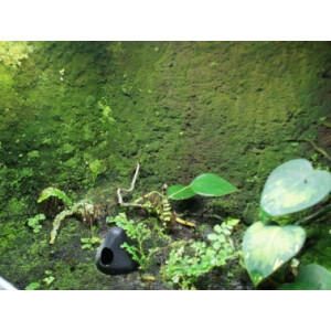 3 Liter Ben´s Rainforest Background Modellier Torf