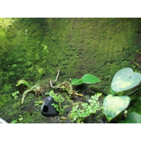3 Liter Ben´s Rainforest Background Modellier Torf