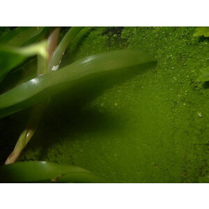30 Liter Rainforest Background Modellier Torf ( RFB )
