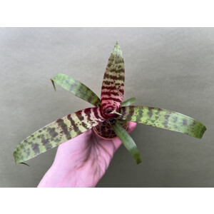 Vriesea red chustnet