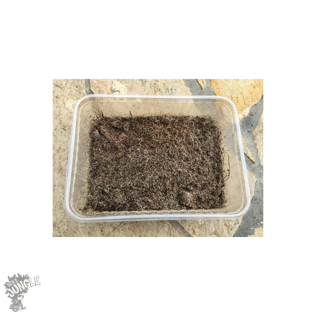 Tropische Springschwänze ( Collembola ) 1000ml Dose