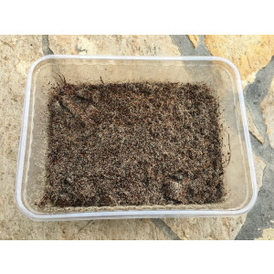 Tropische Springschwänze ( Collembola ) 1000ml Dose