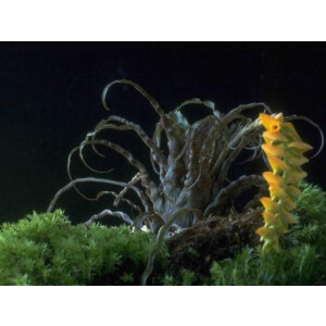 Racinae crispa, Rarität aus Kolumbien