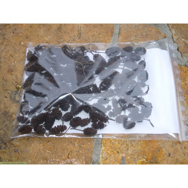 Erlenzapfen 50g