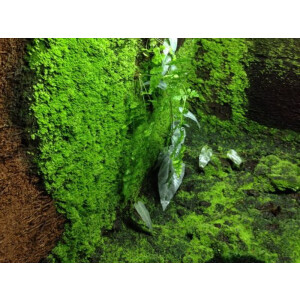 Xaximplatte 100x20x2cm (weich)