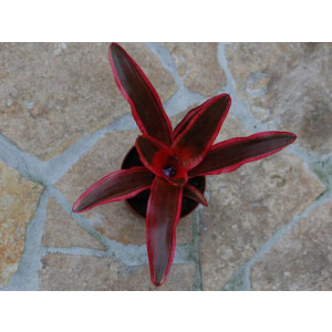 Neoregelia rot spec. Brasilien (bromelie)