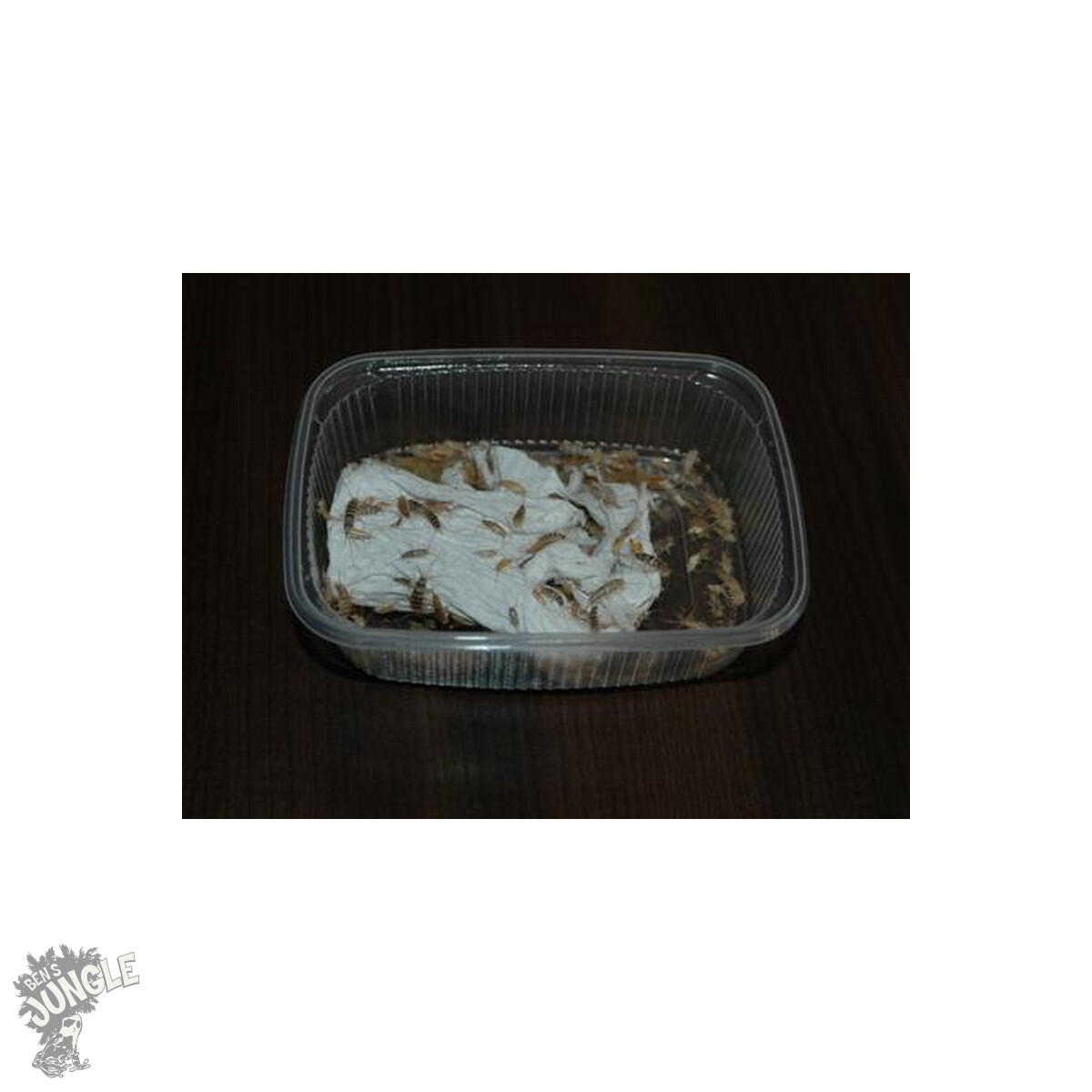 Zuchtansatz Ofenfischchen  ( Thermobia domestica )