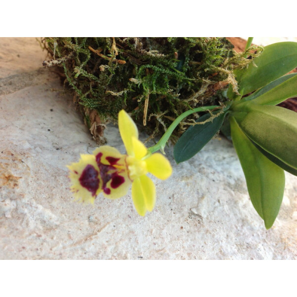 Haraella ordorata