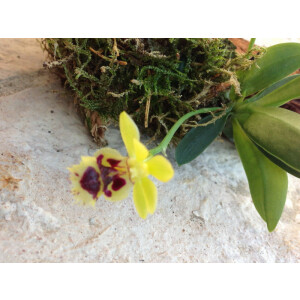 Haraella ordorata