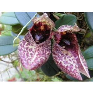 Bulbophyllum frostii