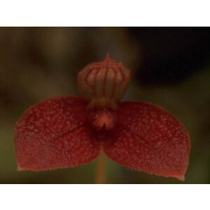 Bulbophyllum ovalifolium