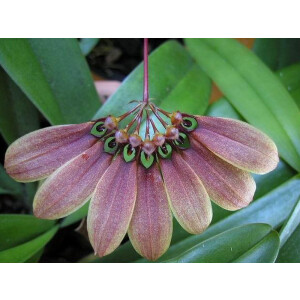 Bulbophyllum lepidum