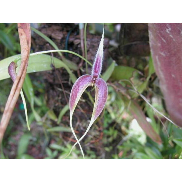 Bulbophyllum blumei