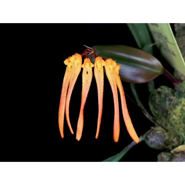 Bulbophyllum thaiorum